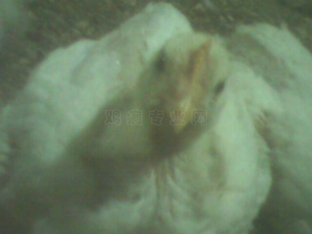 IMG0061A.jpg