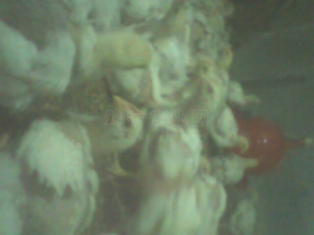 IMG0068A.jpg