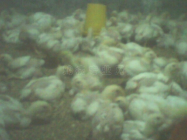 IMG0062A.jpg
