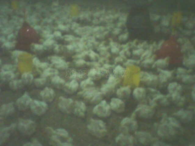 IMG0064A.jpg