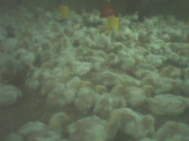 IMG0065A.jpg