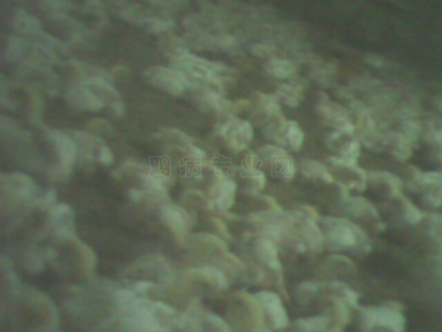 IMG0066A.jpg