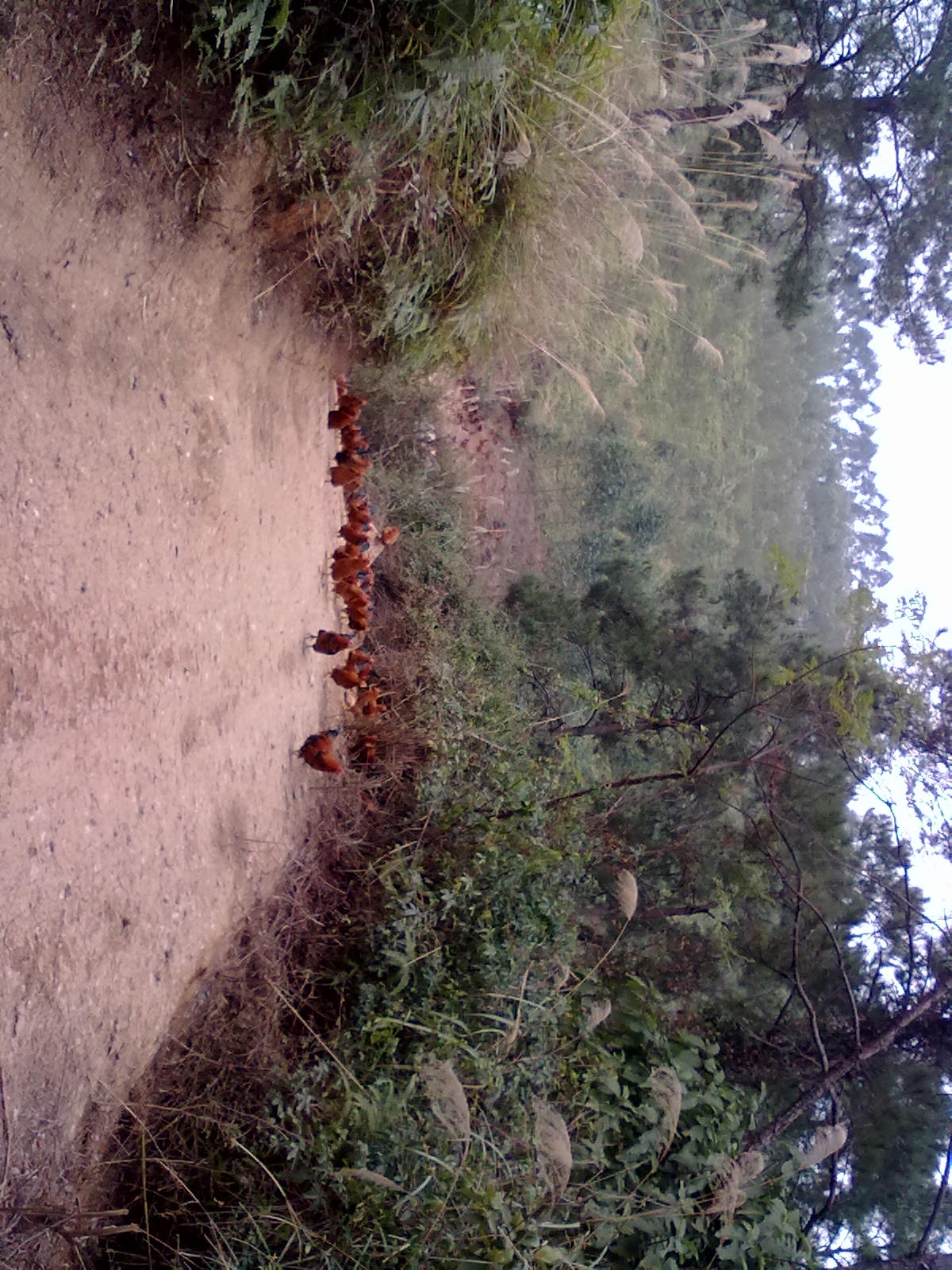 20110121044.jpg