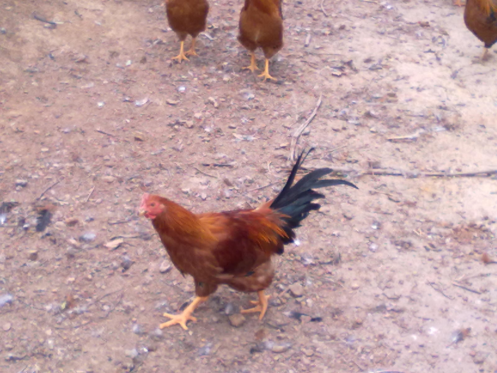 20110121049.jpg