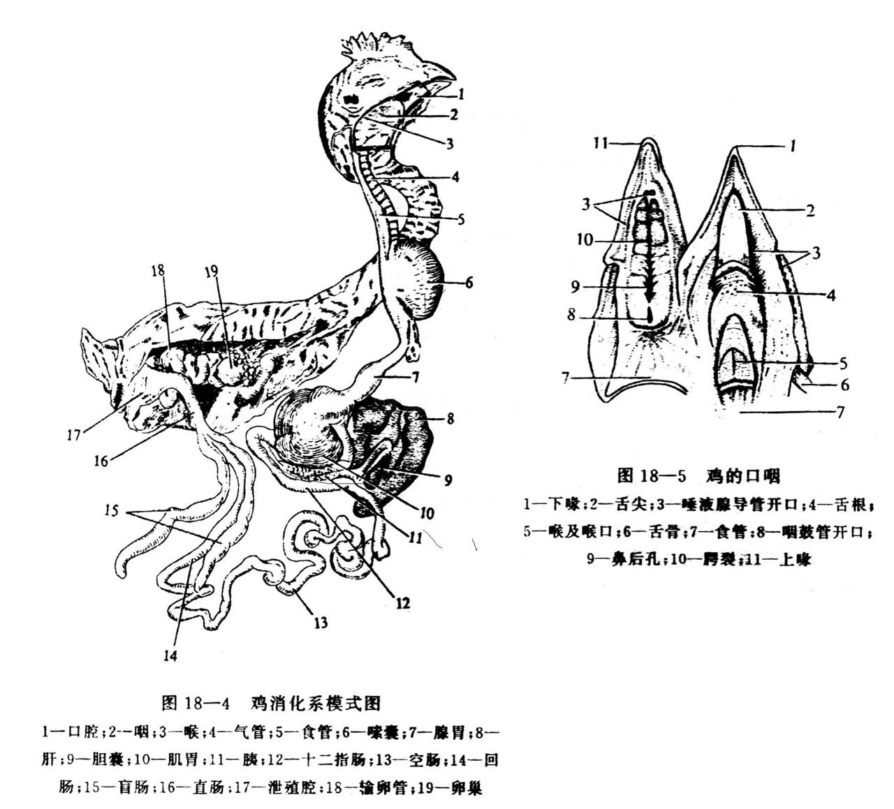 给鸡打针正确部位图解，给鸡打针，在哪个部位打|admin_人人点