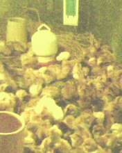 IMG0363A.jpg