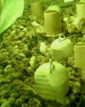 IMG0360A.jpg