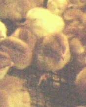 IMG0365A.jpg