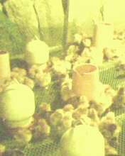 IMG0364A.jpg