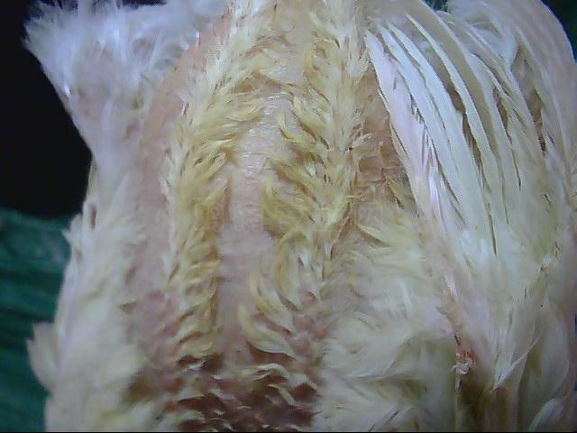 ͼƬ 003.jpg