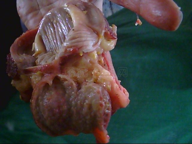 ͼƬ 009.jpg