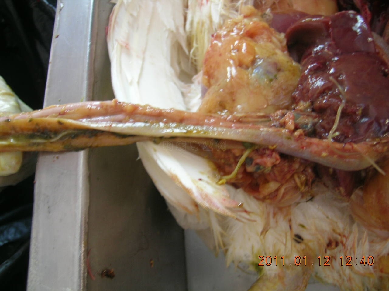 DSCN8711.JPG