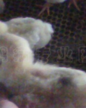 IMG0031A.jpg