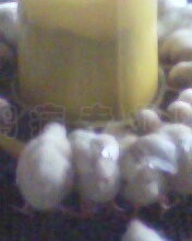 IMG0029A.jpg