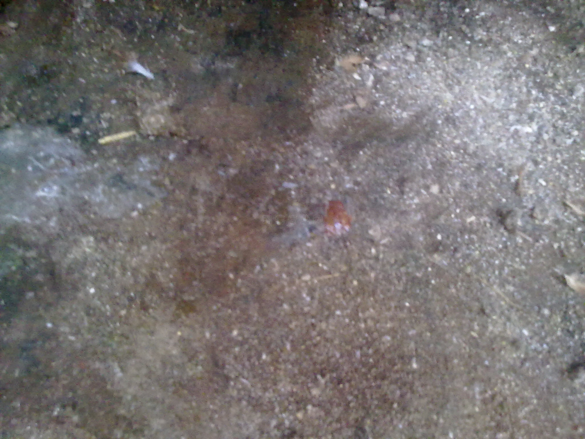 Ƭ 013.jpg