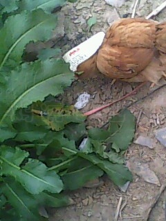 IMG0447A.jpg