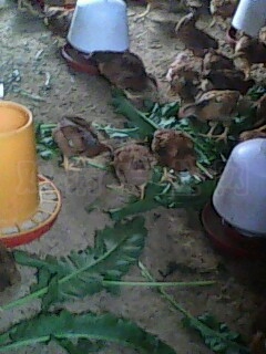 IMG0438A.jpg