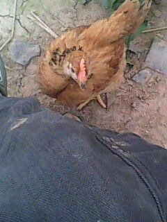 IMG0446A.jpg