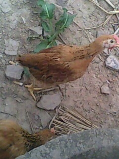IMG0445A.jpg