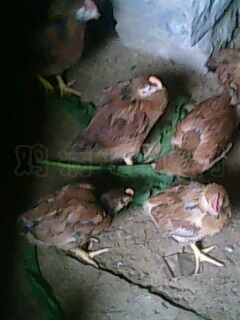 IMG0439A.jpg