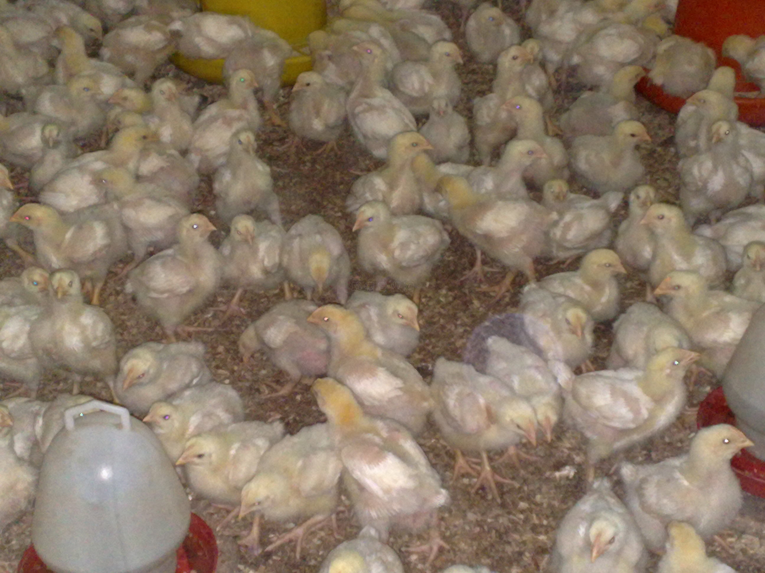 20110406299.jpg