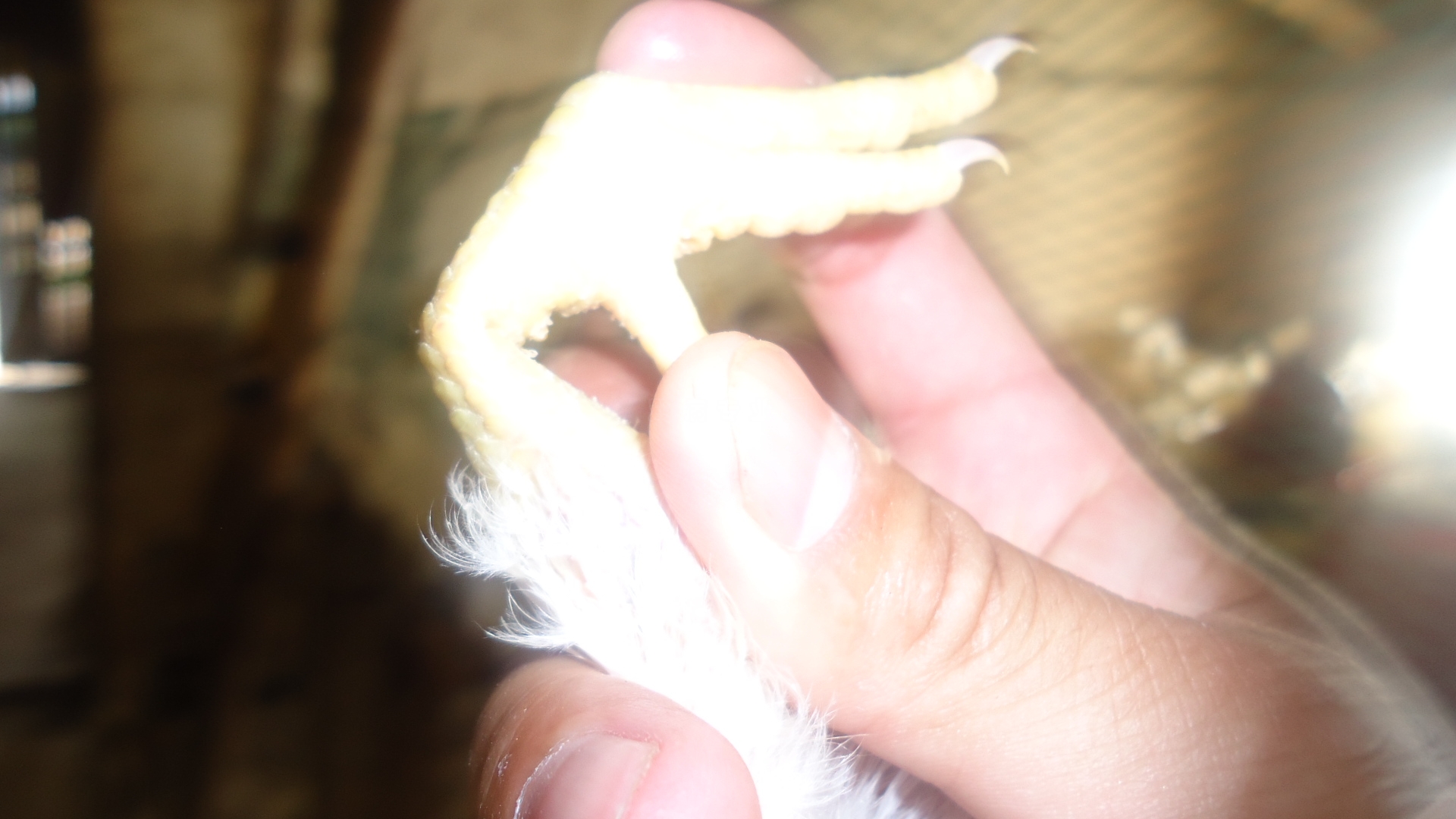 DSC00889.JPG