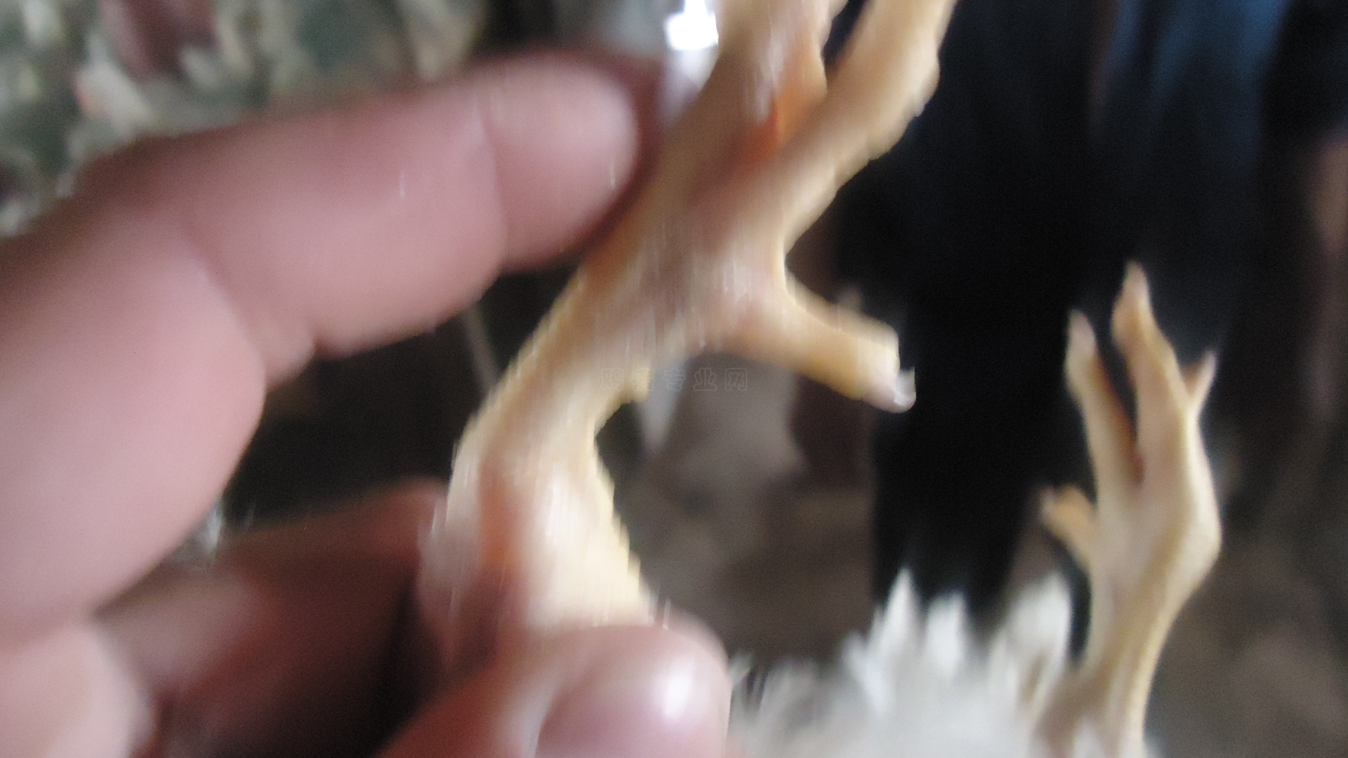 DSC00892.JPG