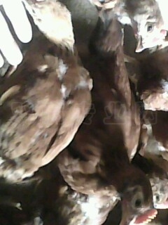 IMG0421A.jpg