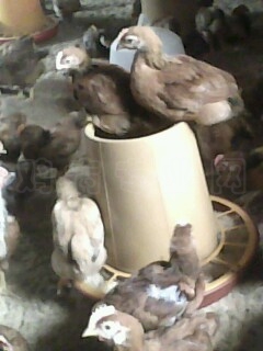 IMG0416A.jpg