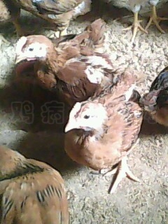 IMG0415A.jpg