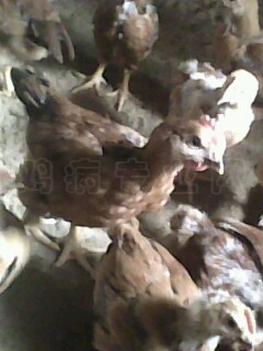 IMG0424A.jpg