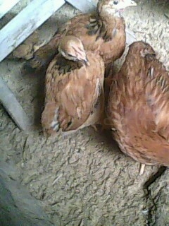 IMG0413A.jpg