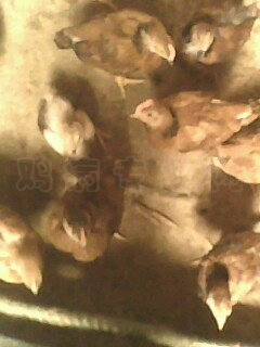 IMG0410A.jpg