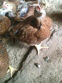 IMG0414A.jpg