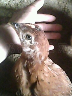 IMG0422A.jpg