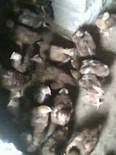IMG0411A.jpg