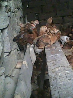 IMG0419A.jpg