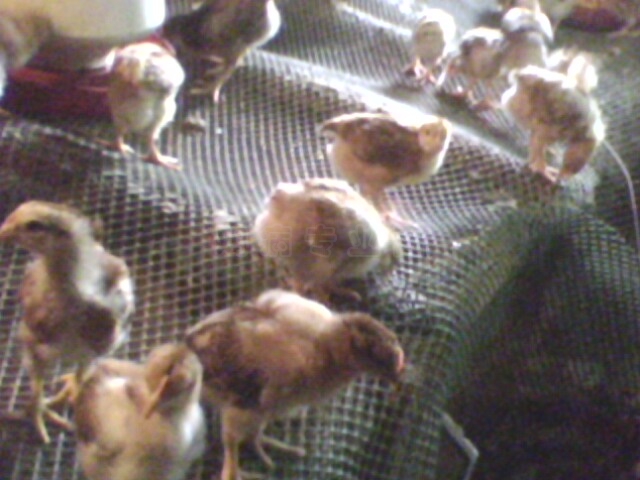 IMG0410A.jpg
