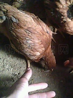 IMG0423A.jpg