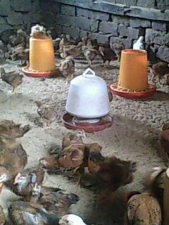 IMG0418A.jpg