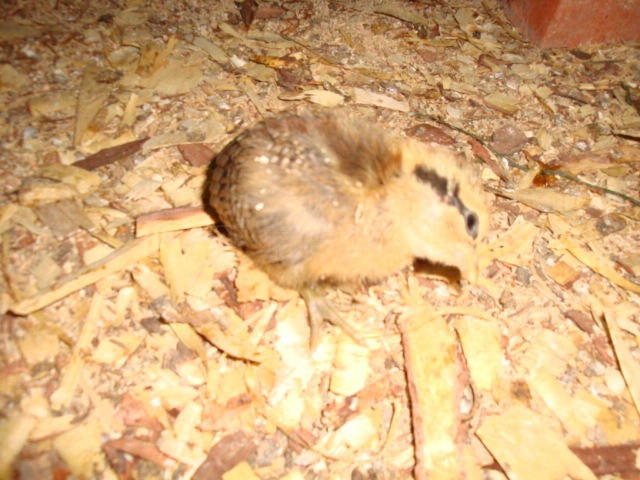DSC05570.JPG