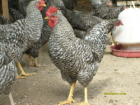 20110223104124142_674.jpg
