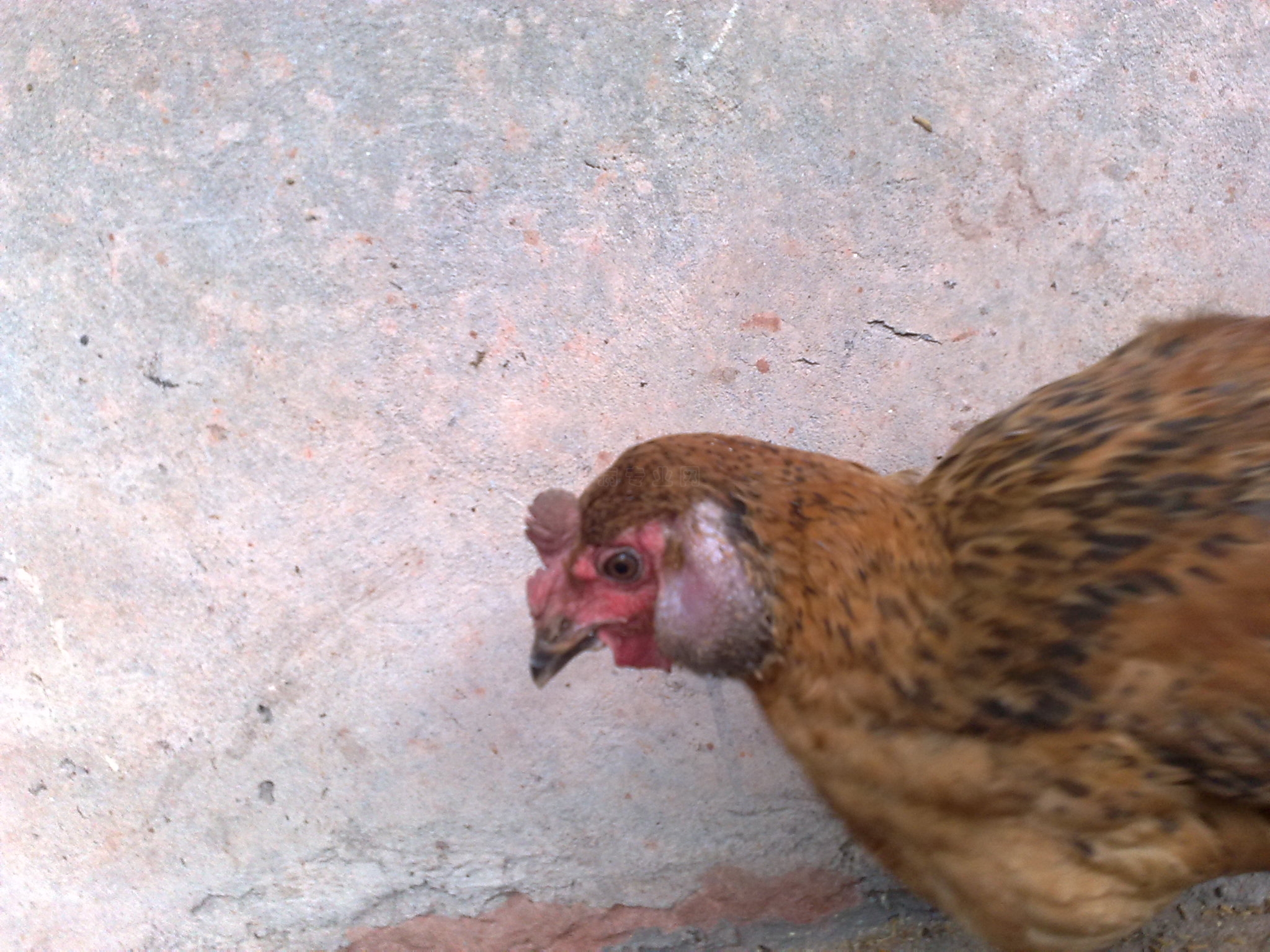 20110531186.jpg