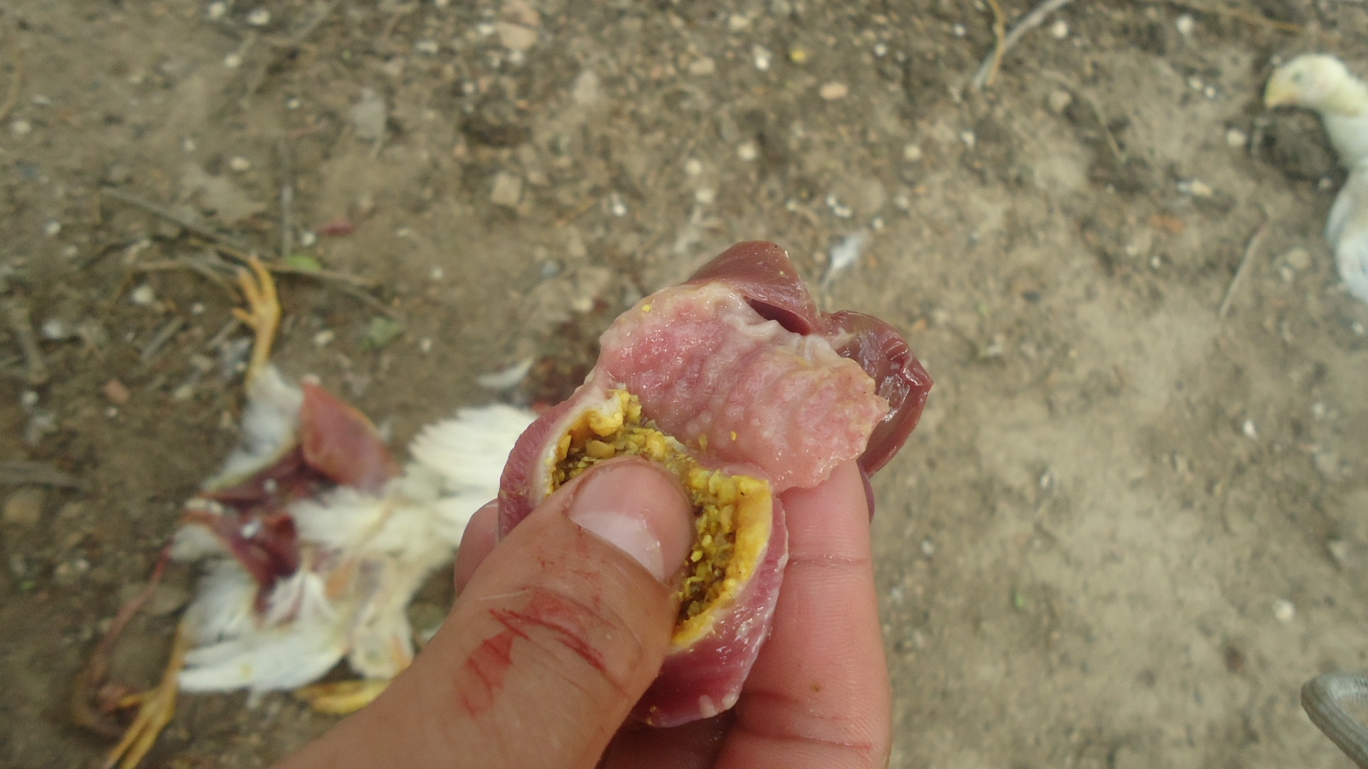 DSC00913.JPG