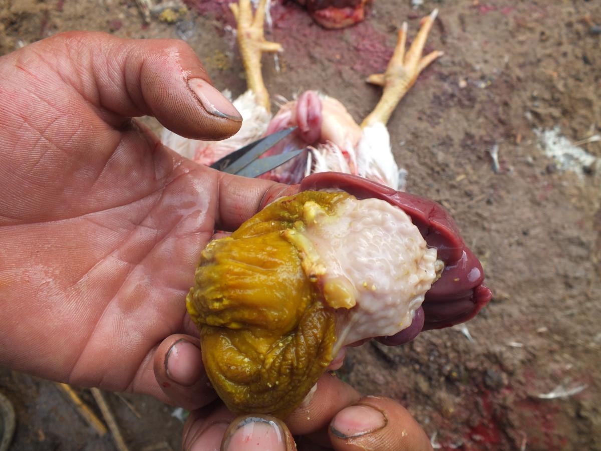 DSCF6380.JPG