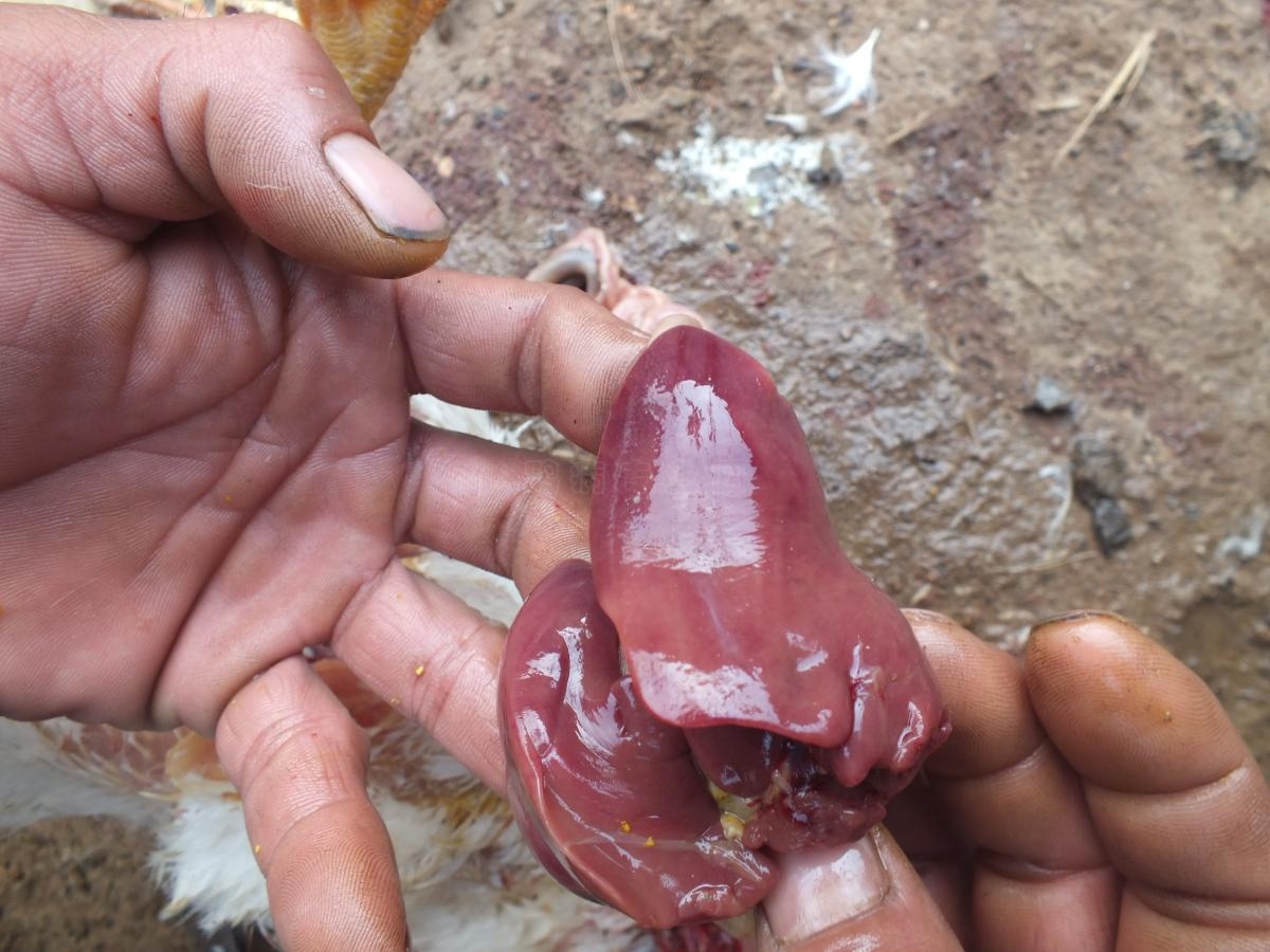 DSCF6374.JPG