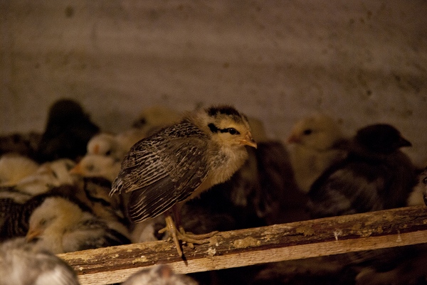 DSC_288769.jpg