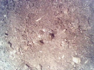 IMG0083A.jpg