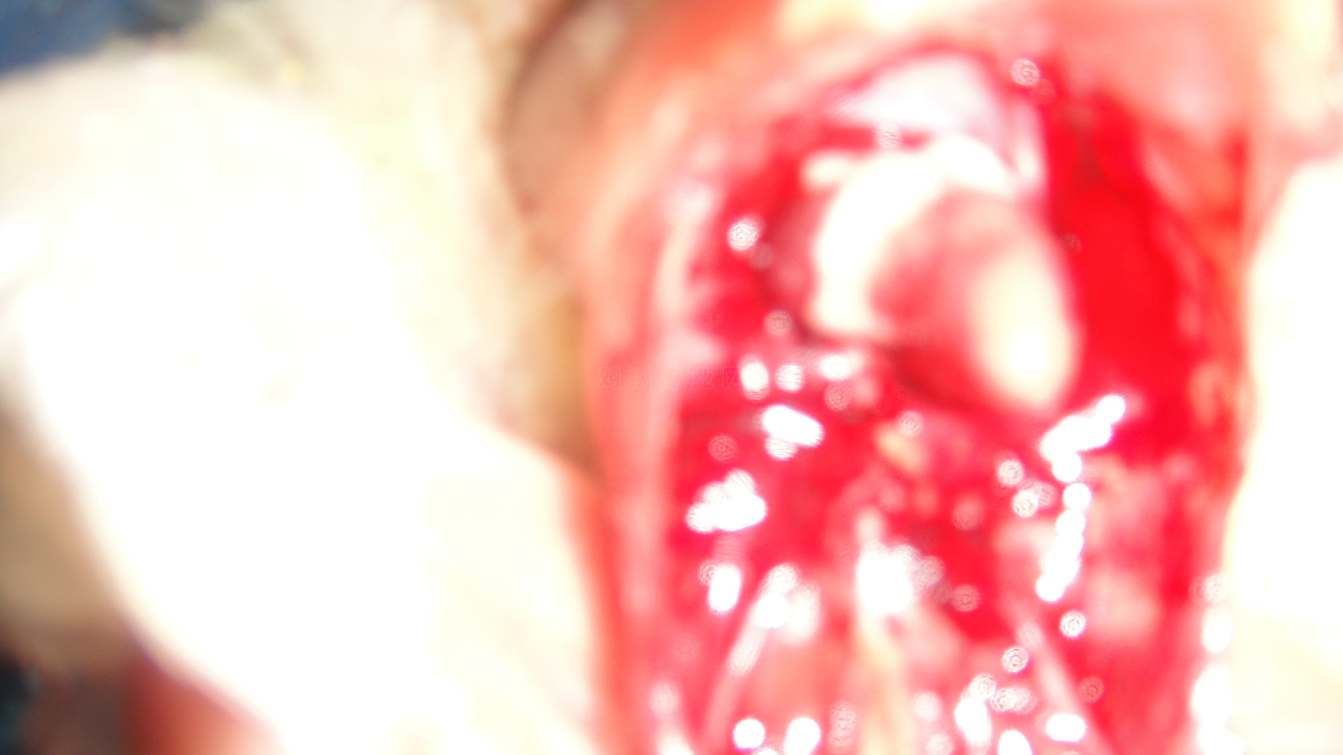 DSC01394.JPG