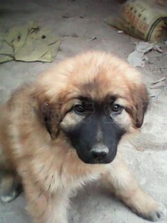 IMG0002A.jpg
